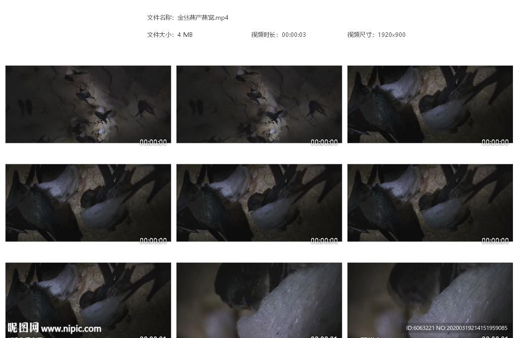 金丝燕产燕窝高档燕窝 原料