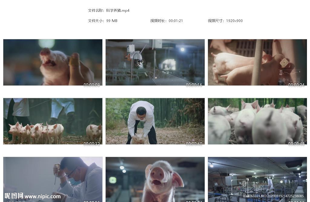 科学养猪农场的猪小猪白色家猪科