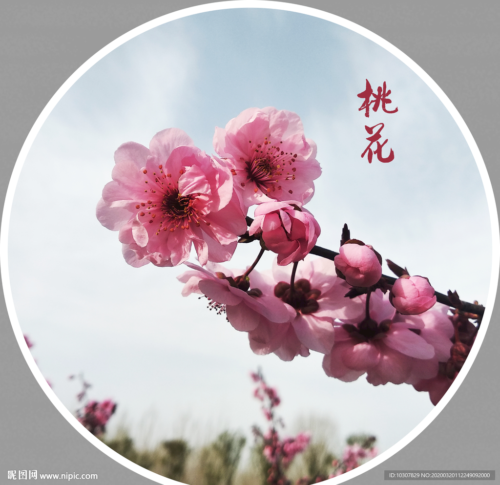 桃花