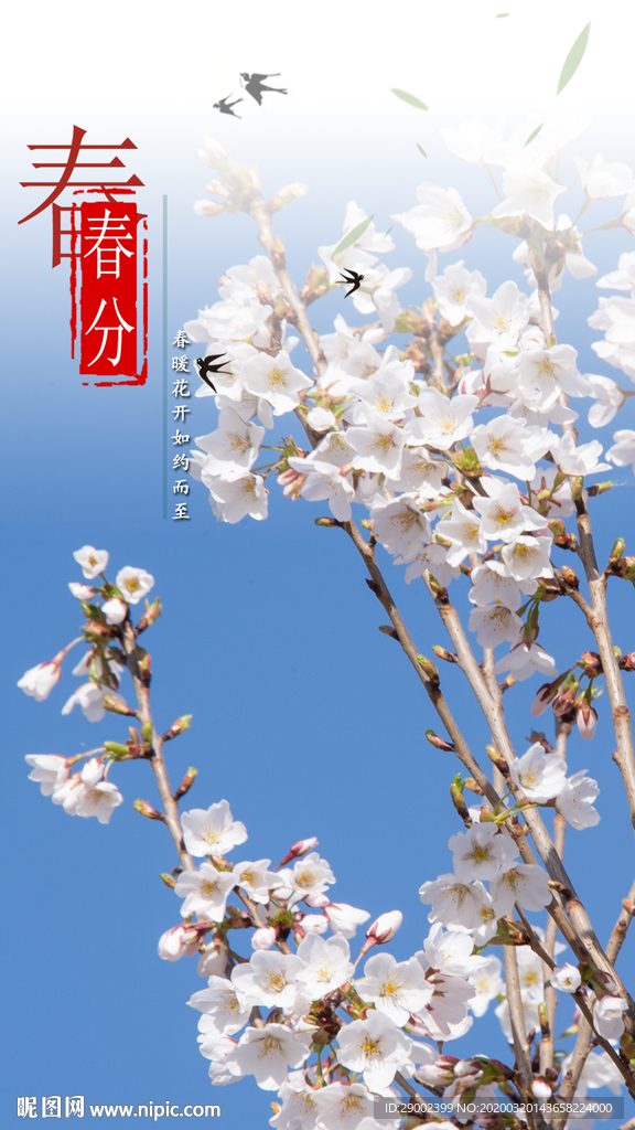 春分樱花