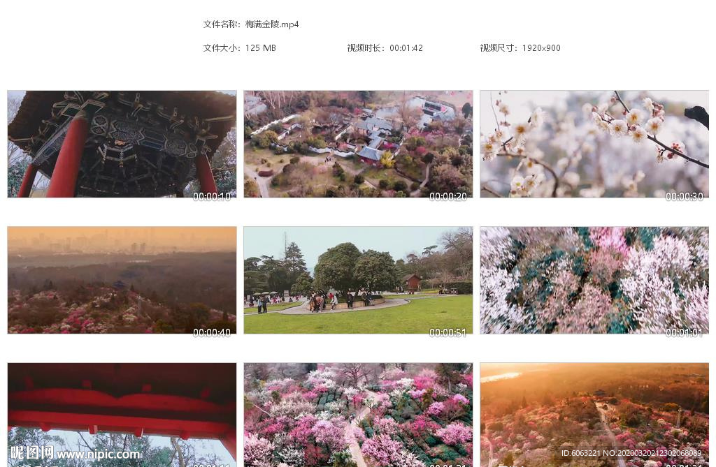 梅满金陵樱花唯美樱花花瓣
