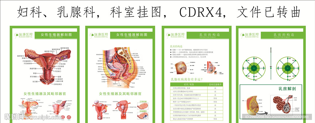 妇科乳腺科解剖图