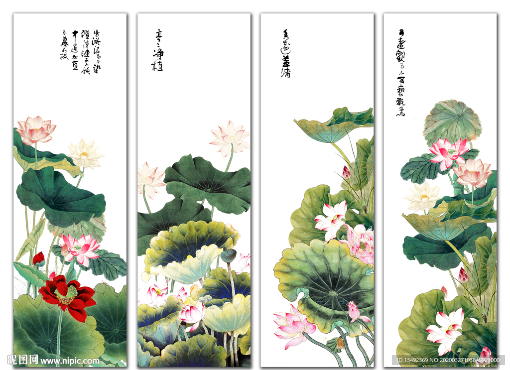 荷花