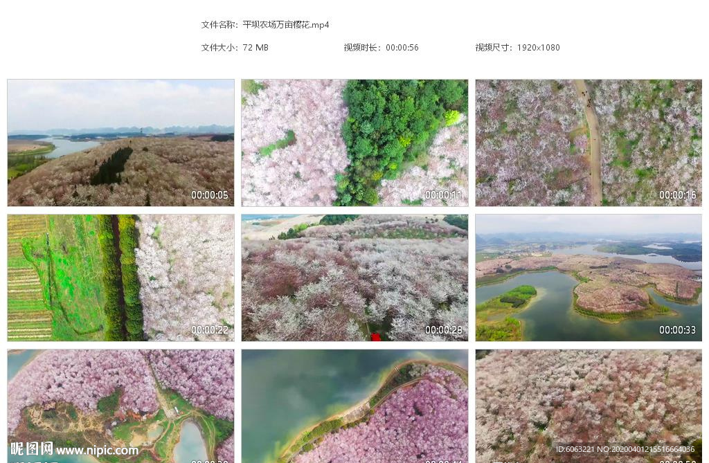 贵州宣传片平坝农场万亩樱花