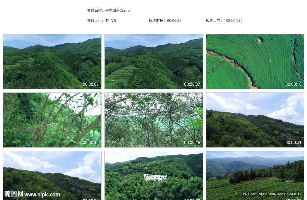 生态白茶茶园 采茶 晒茶 白茶