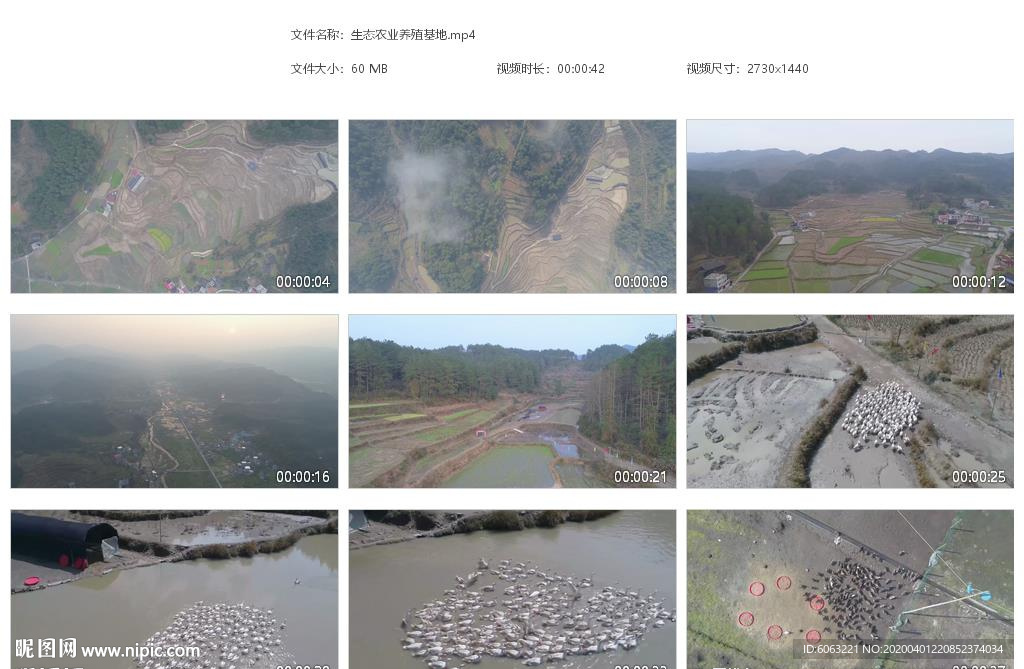 生态农业养殖基地白鸭养殖 家禽