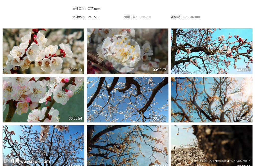 唯美小清新春天杏花蜜蜂粉色