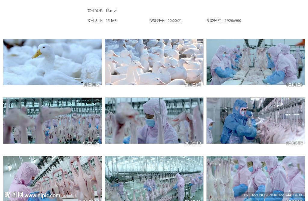 白鸭子养鸭场杀鸭宰鸭流水线