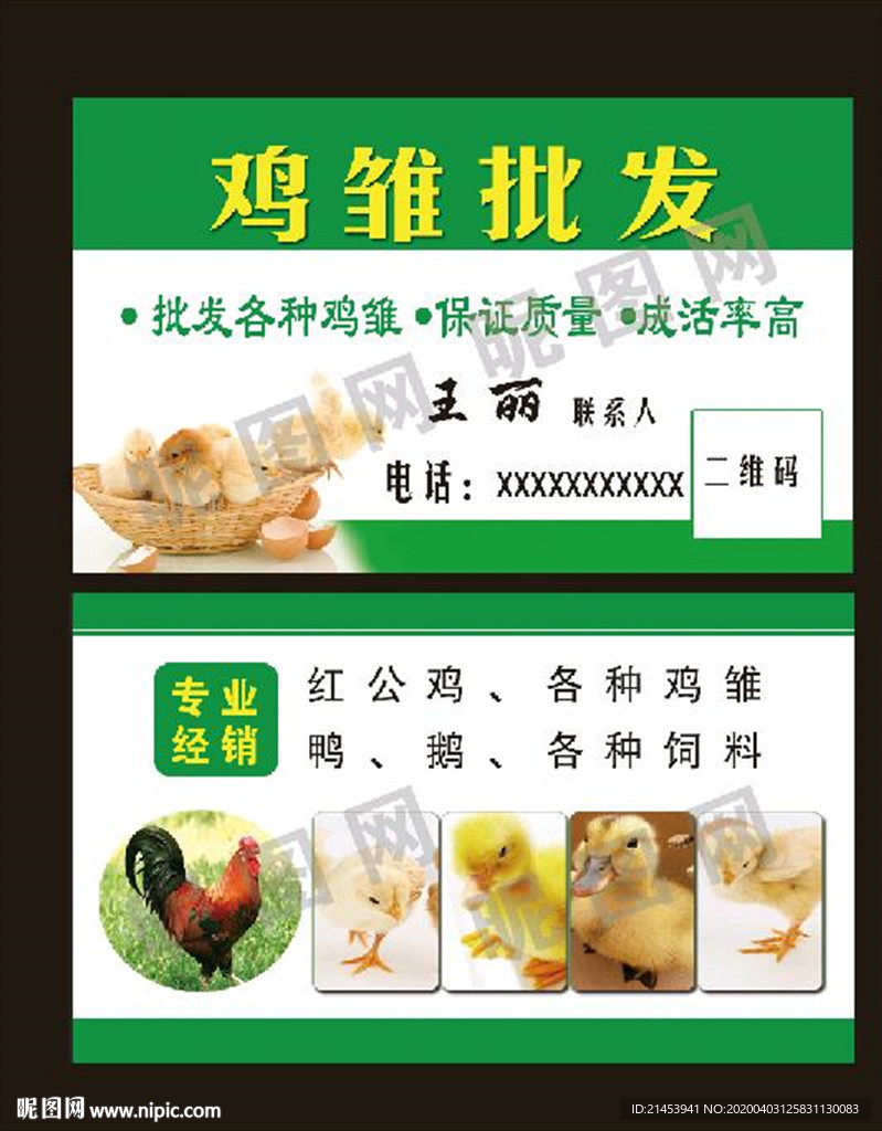 鸡雏批发