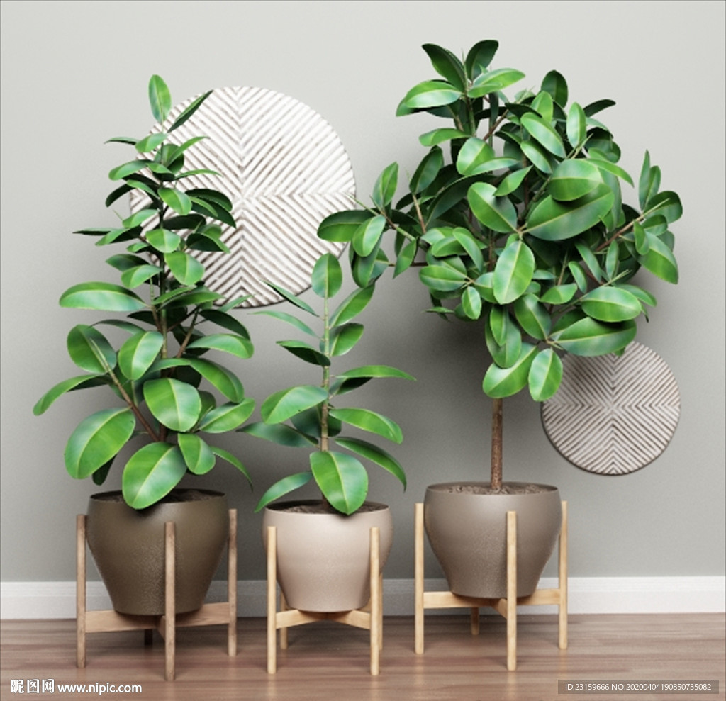 三盆绿色观赏性植物