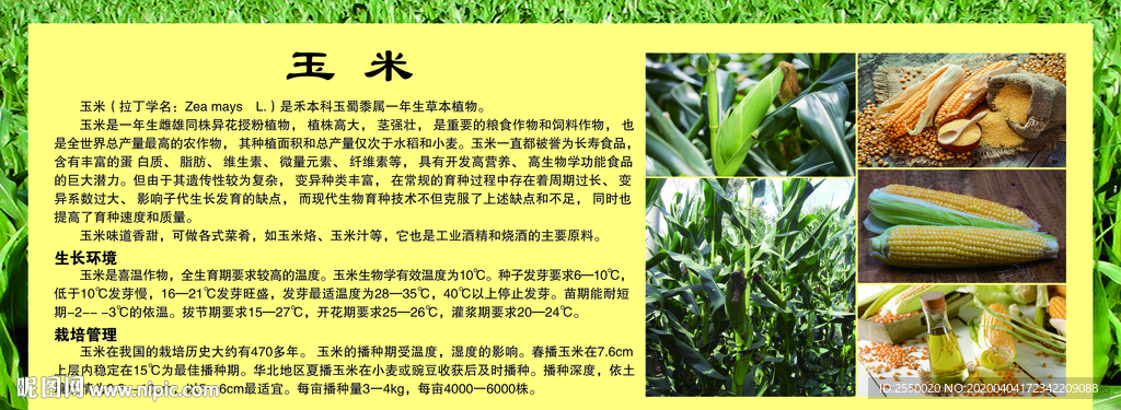 玉米