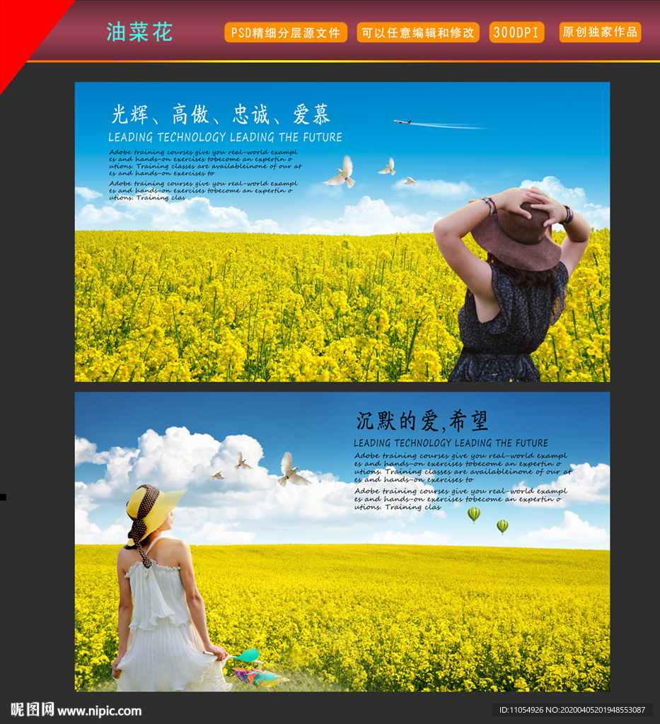 油菜花