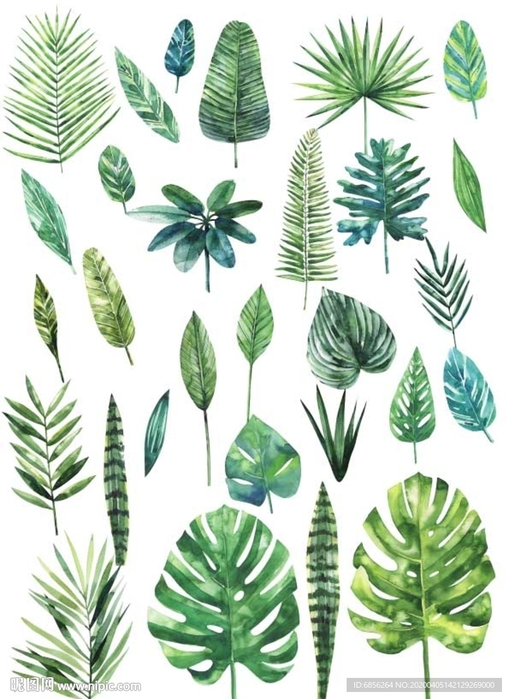 手绘 绿叶 植物 插画 素材
