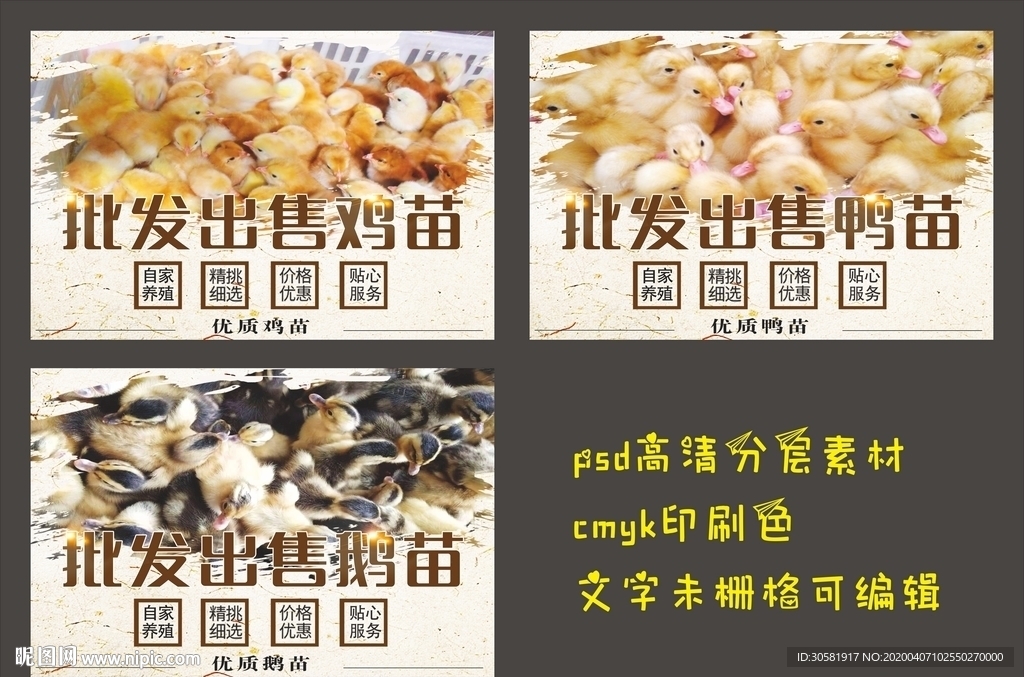 鸡苗海报图片
