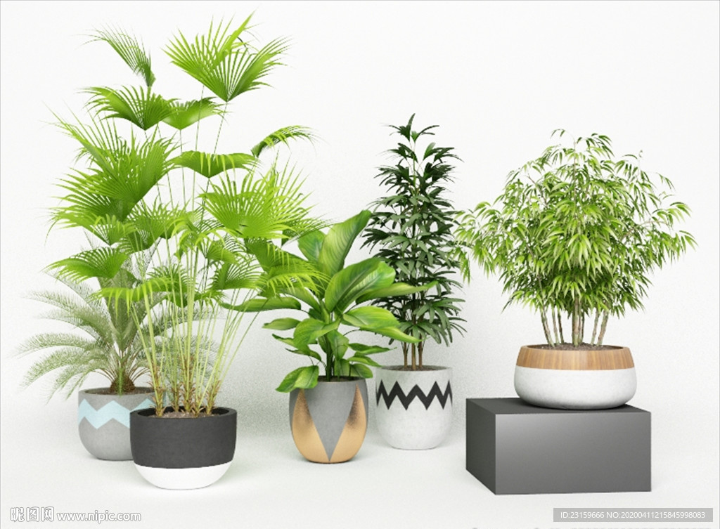 一组绿色观赏性植物