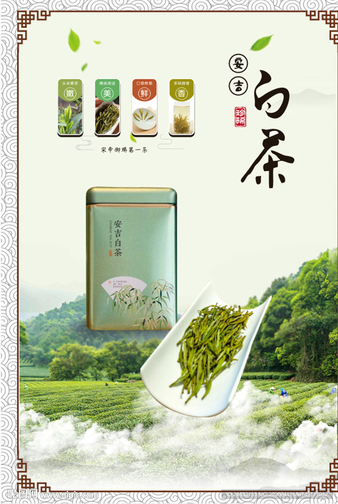安吉白茶