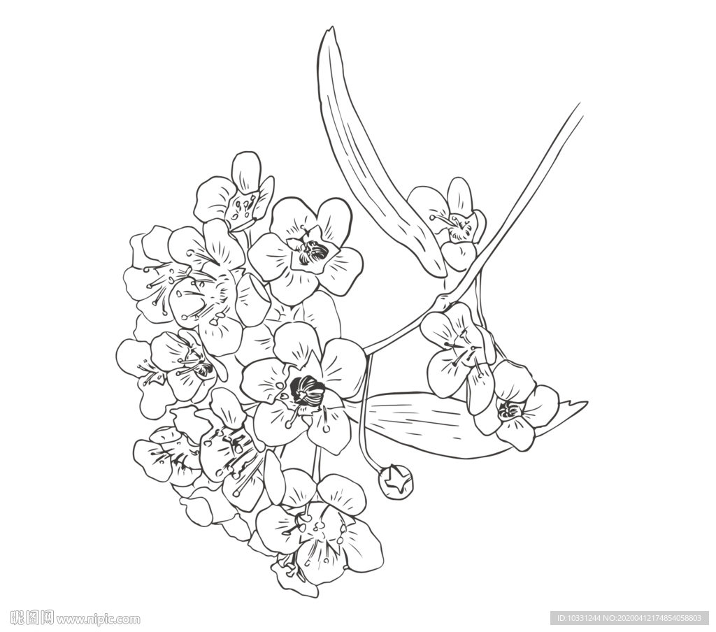 绣线菊手绘插画线描