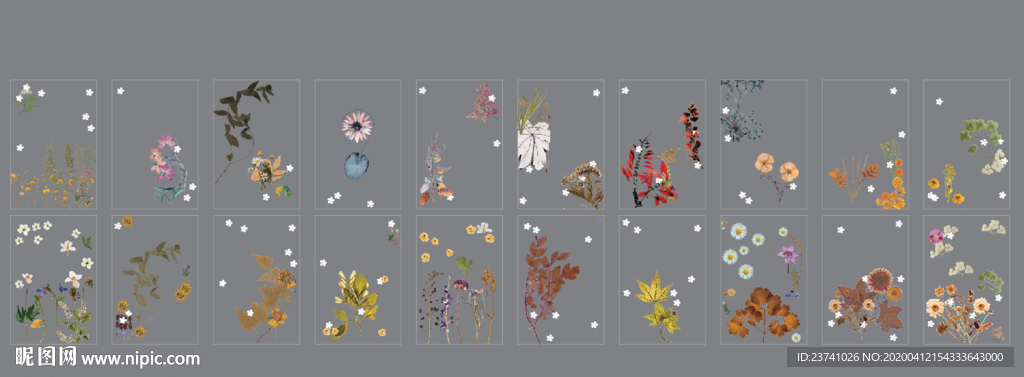 植物标本透明装饰画