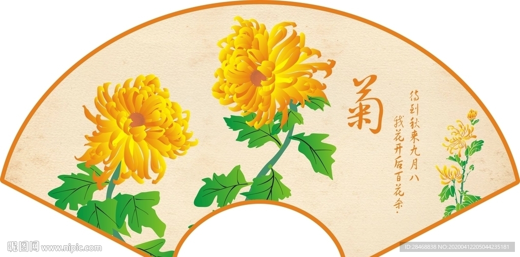 扇形菊花