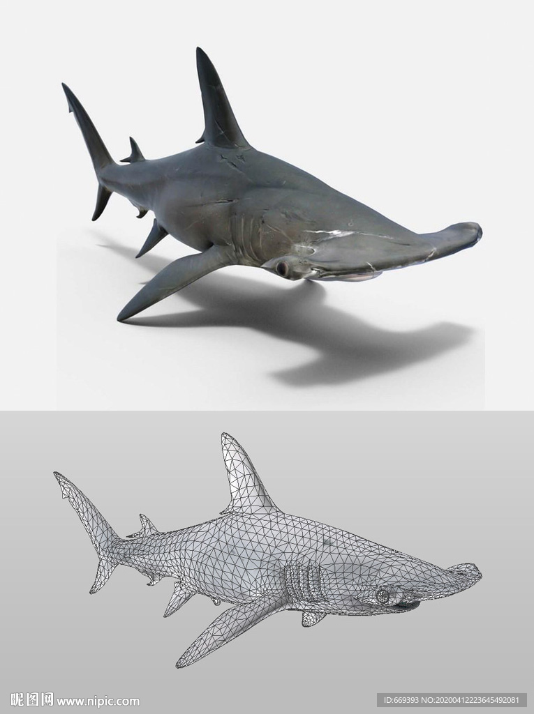 锤头鲨鱼3D模型