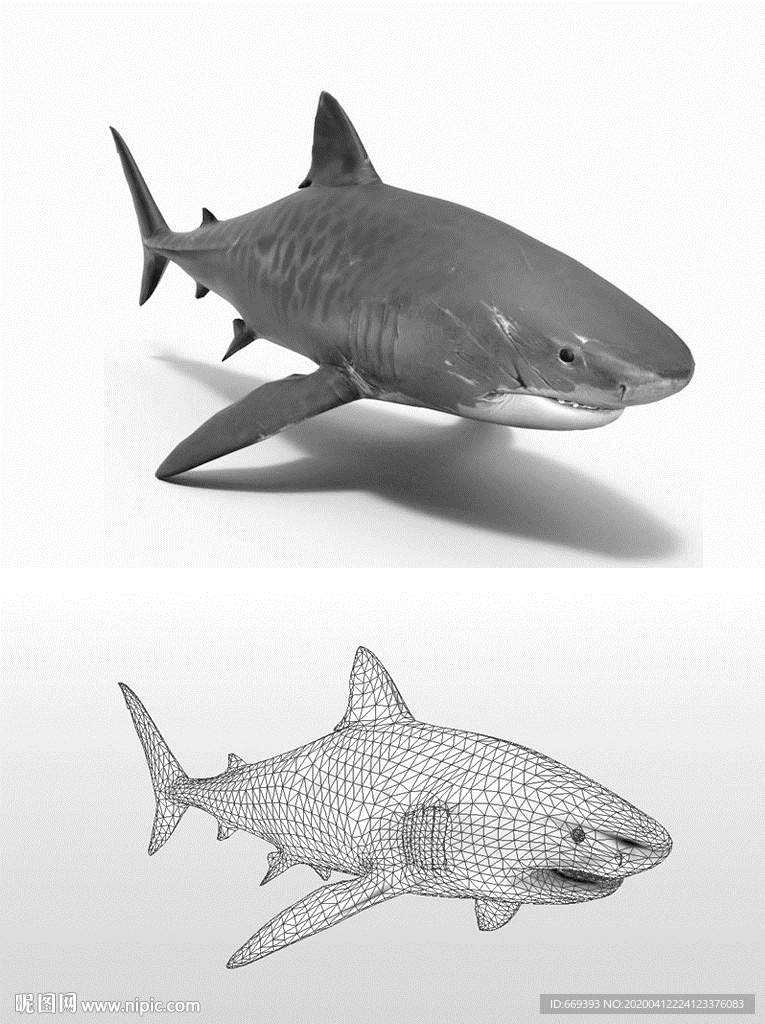 虎鲨3D模型