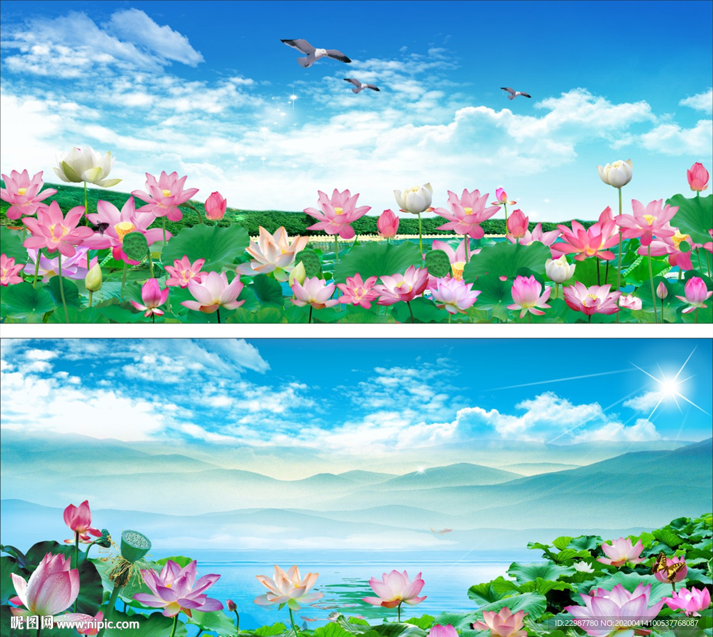荷花图