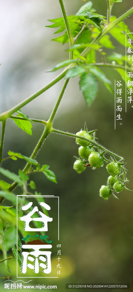 谷雨海报