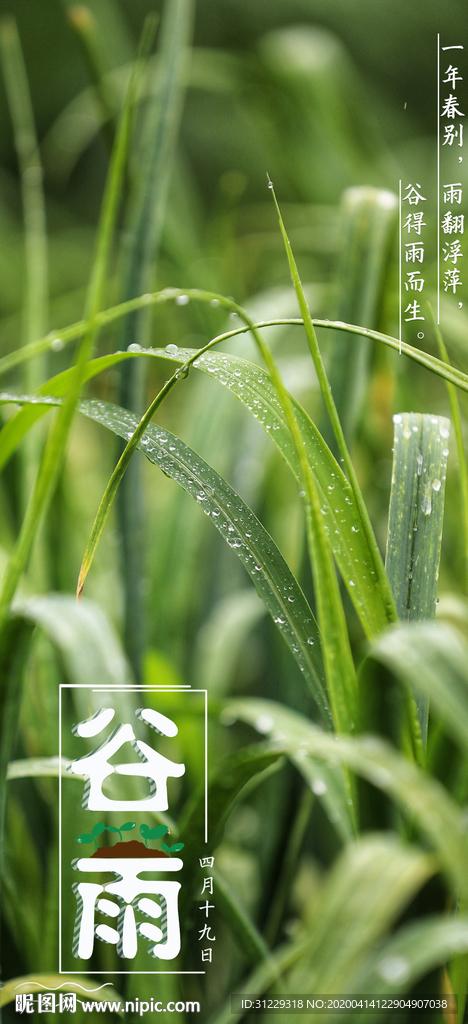 谷雨海报