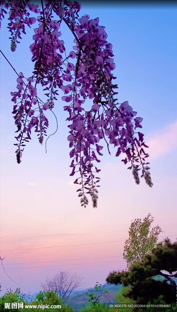 夕阳紫藤 抖音小视频