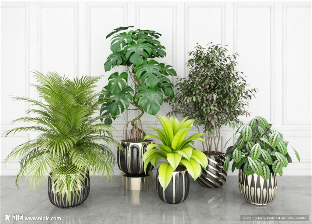 一组绿色观赏性植物集