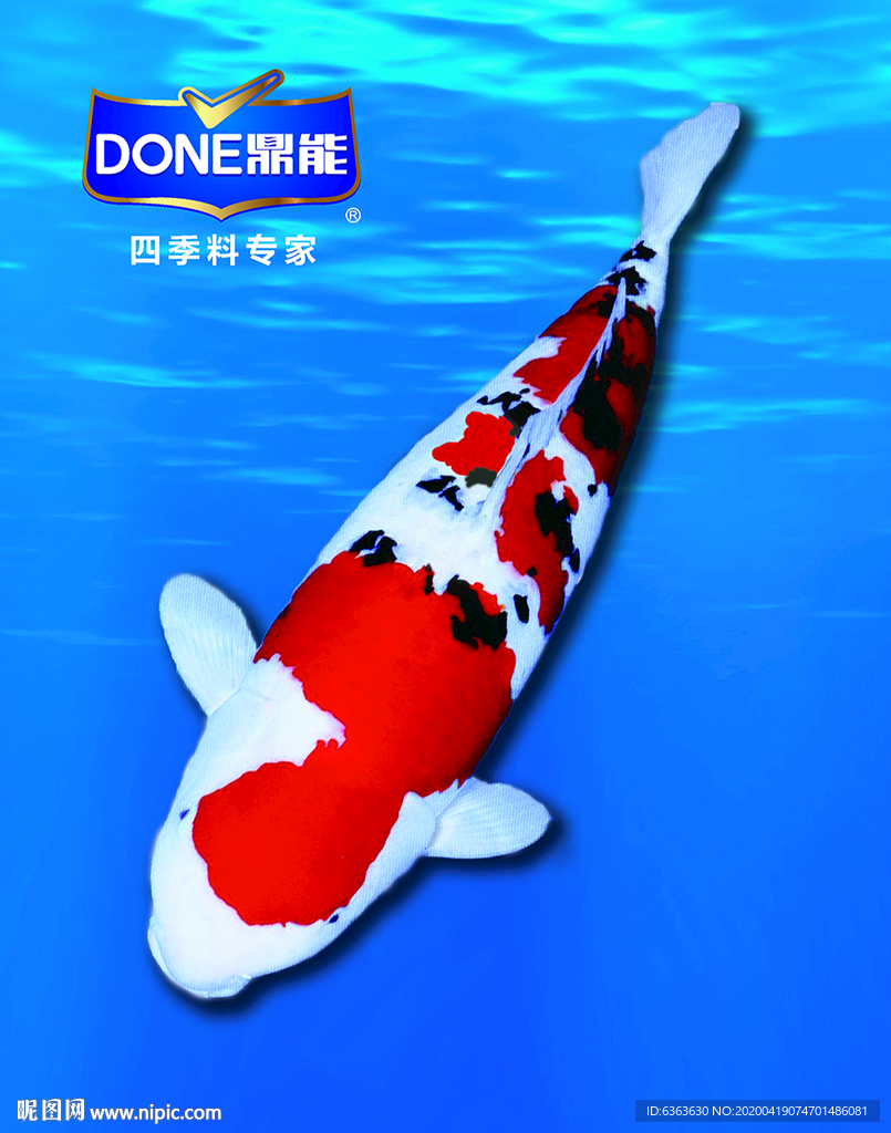 锦鲤2