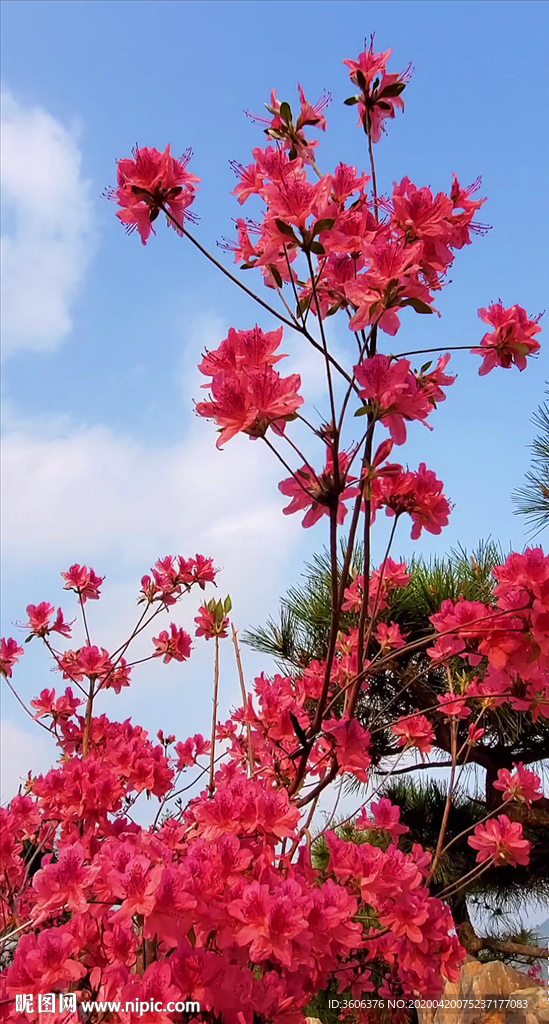 小视频 红花抖音