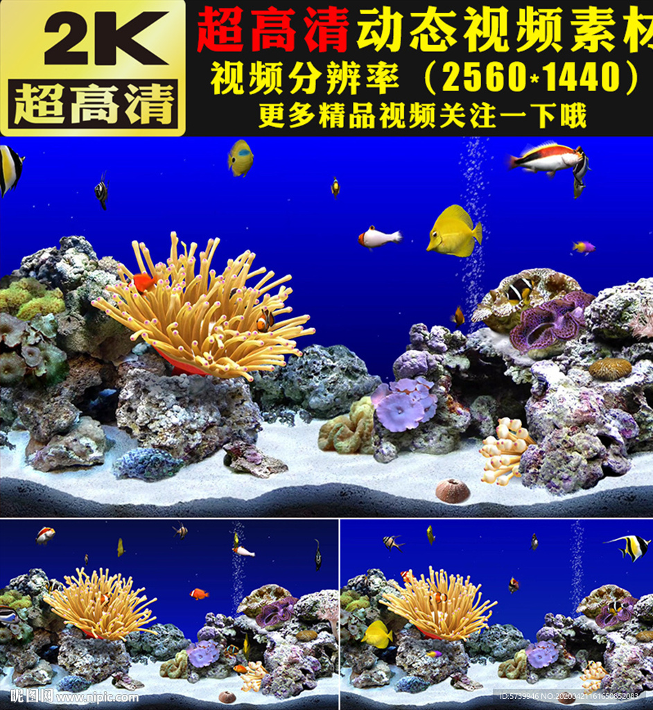 海底世界鱼类珊瑚实拍视频素材