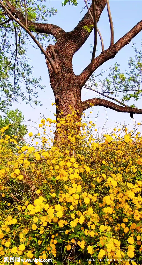 菊花 大树 抖音 小视频 黄花