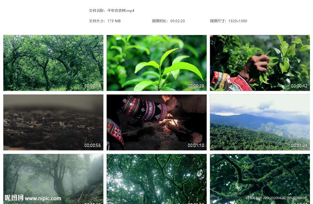 千年古茶树普洱茶