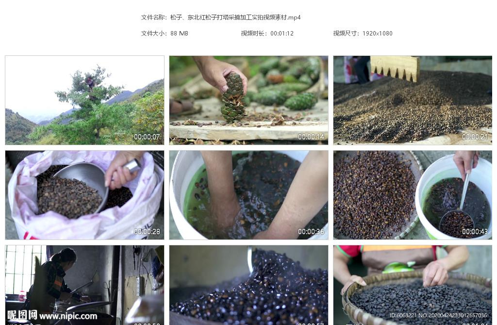 生松籽红松子打塔采摘筛选加工
