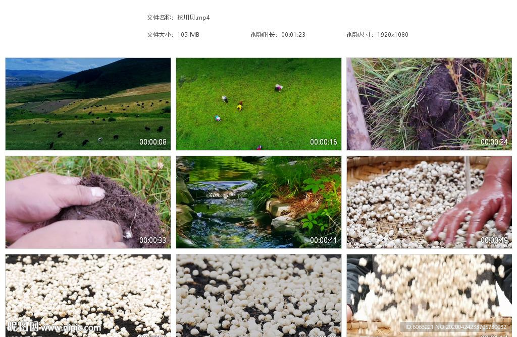 挖川贝中药材川贝种植基地