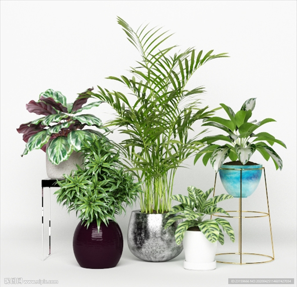 漂亮的绿色观赏性植物组合