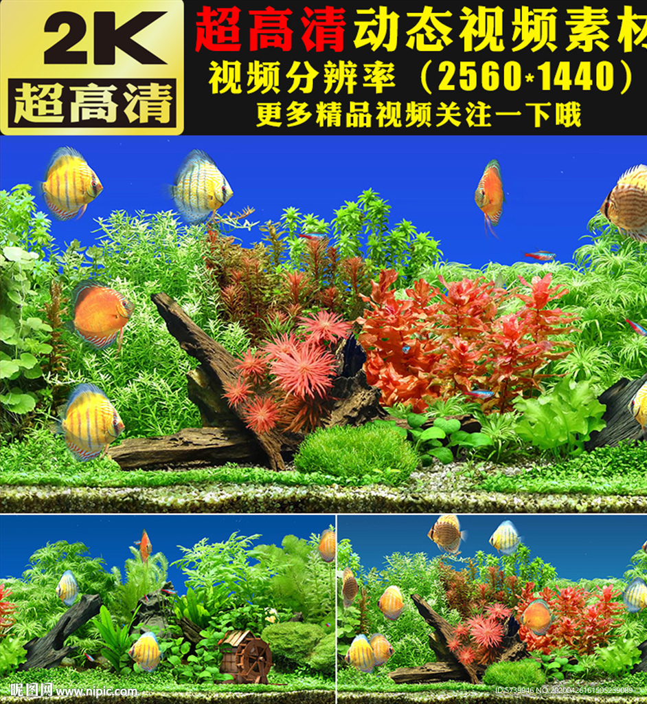 金鱼鱼儿水里游LED大屏幕视频