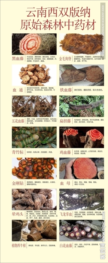 原始森林中药材