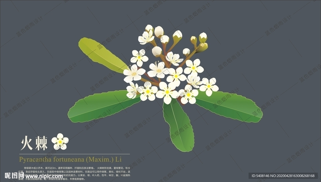 火棘花
