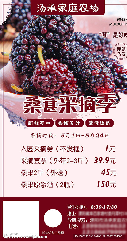 桑葚采摘