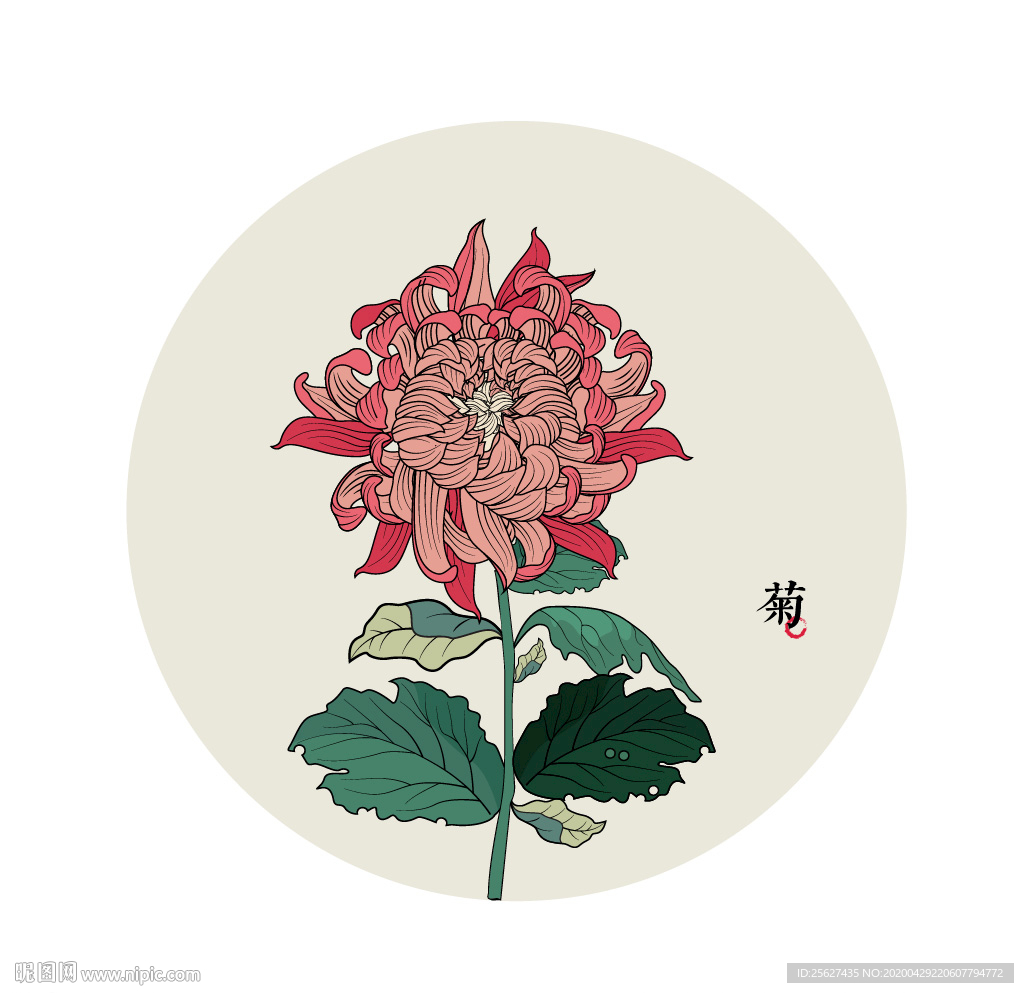 花卉古风菊花适量高清图