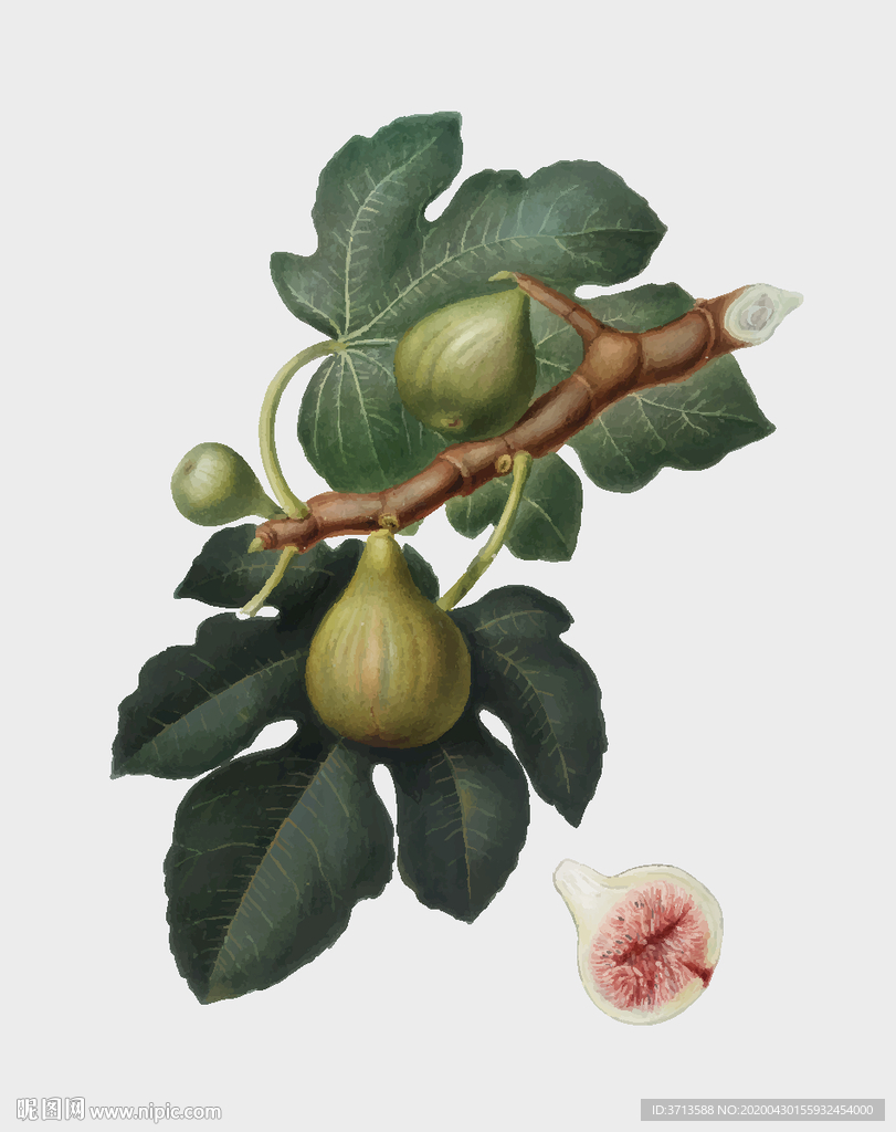 无花果卡通插画矢量树叶