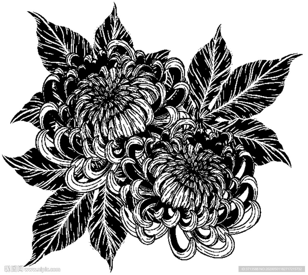 菊花插画线条素描素材