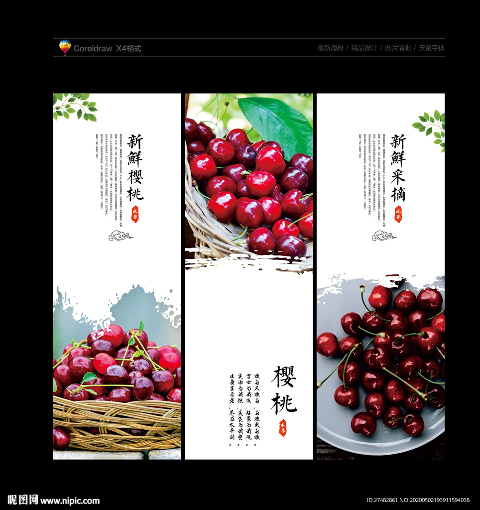 樱桃 樱桃采摘