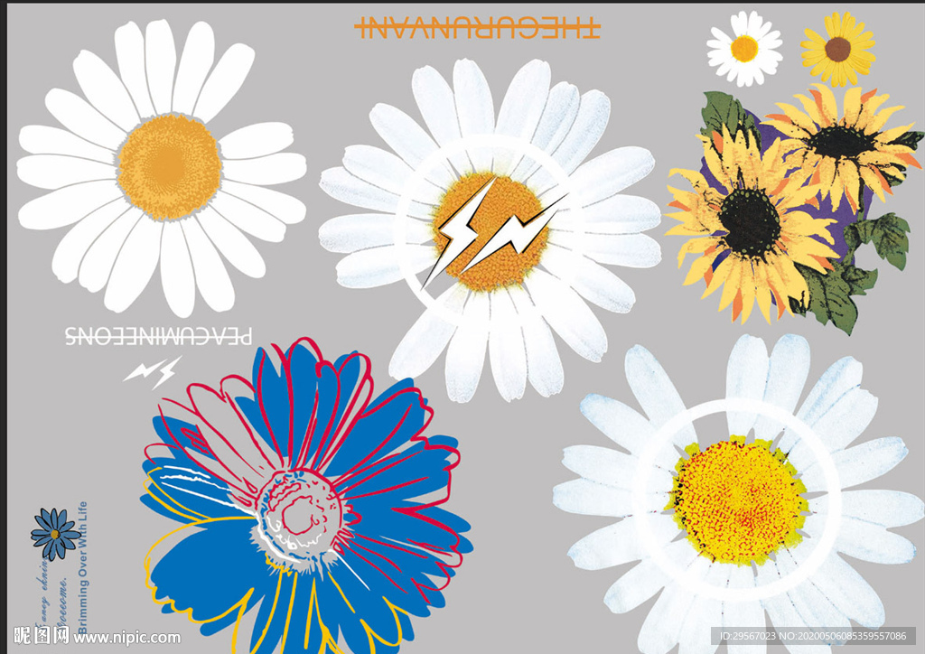 小雏菊 菊花 向日葵 花朵 志