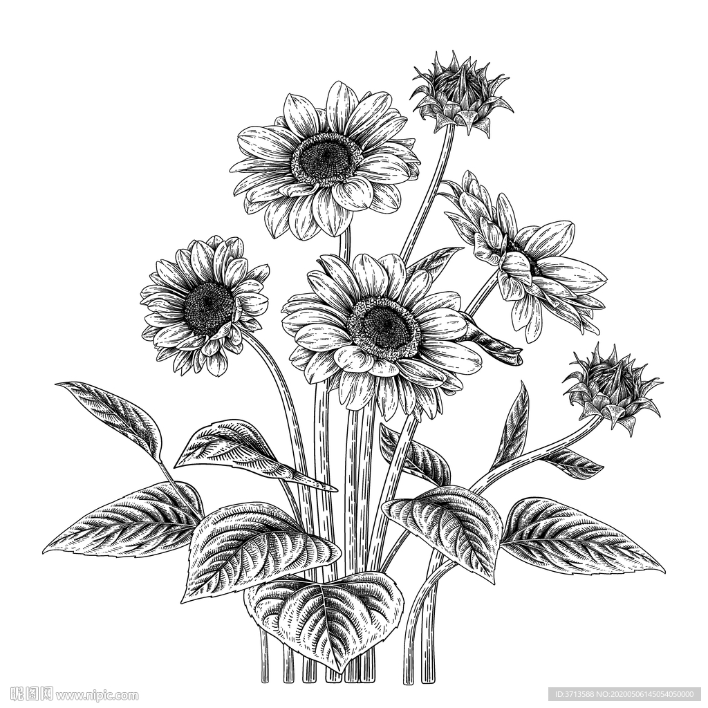 向日葵插画矢量素材