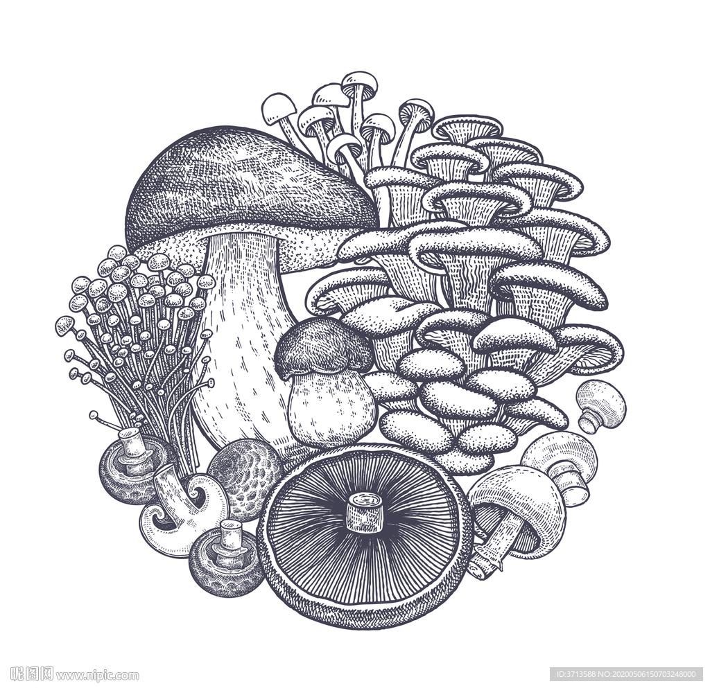 蘑菇菌类线描素描素材
