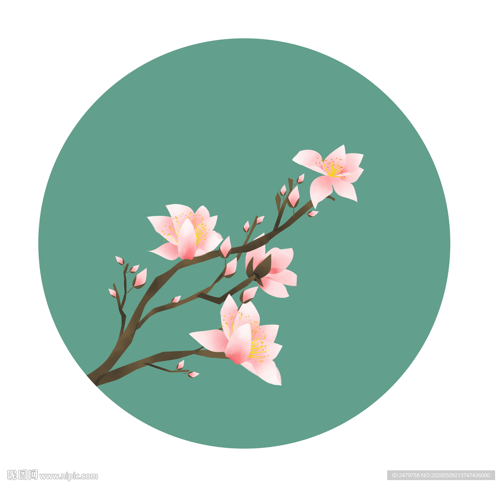 玉兰花
